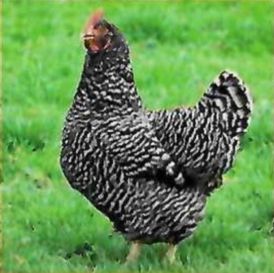 Legehühner Jungtier - weiblich