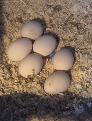 Legehühner - weiblich