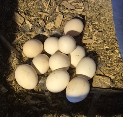 Legehühner - weiblich