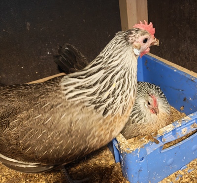 Legehühner - weiblich