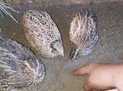 Legewachteln - weiblich