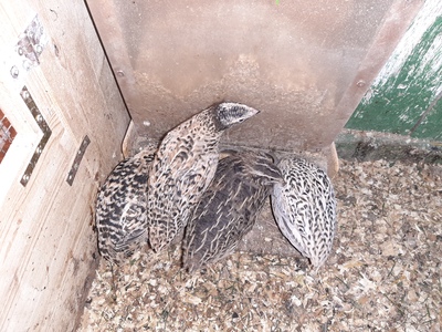 Legewachteln - weiblich