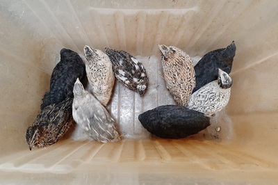 Legewachteln - weiblich