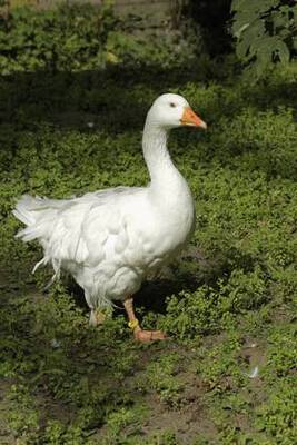 Lockengänse, Bruteier