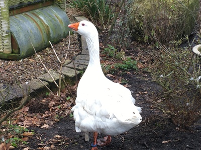 Lockengänse, Bruteier