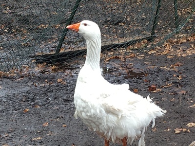 Lockengänse, Bruteier