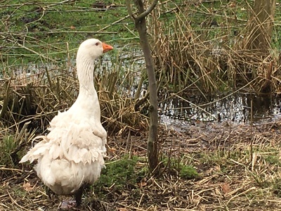Lockengänse, Bruteier