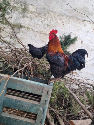 Marans Jungtier - männlich