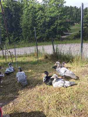 Moschusenten Jungtier - weiblich
