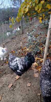 Orpington Groß - weiblich