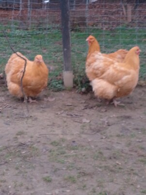 Orpington Groß - weiblich