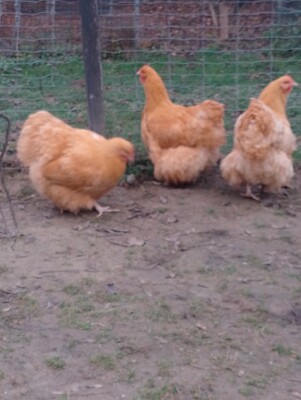 Orpington Groß - weiblich