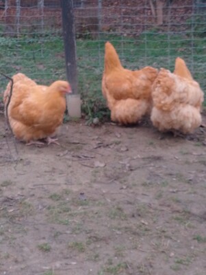 Orpington Groß - weiblich