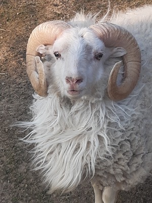 Ouessant - männlich