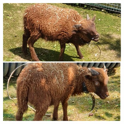 Ouessantschafe Jungtier - männlich