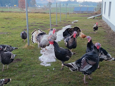 Puten-Narragansettfarbig - männlich