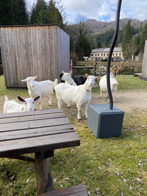 Saanenziege - weiblich