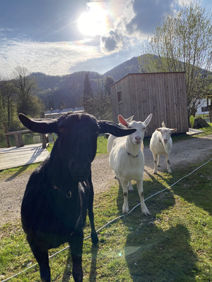 Saanenziege - weiblich