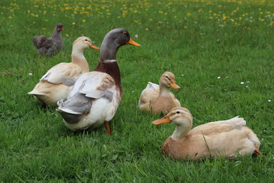 Sachsenente Jungtier - weiblich