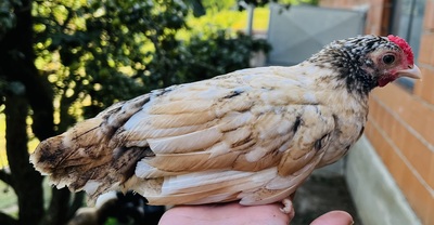 Sebright Mischlinge Jungtier - männlich