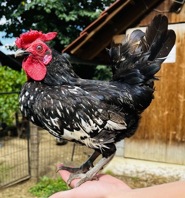 Sebright Mischlinge Jungtier - männlich