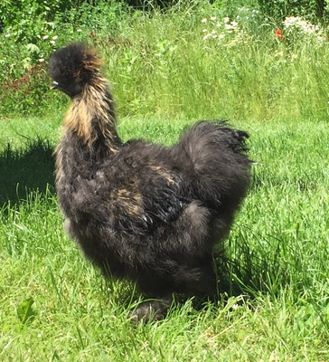 Seidenhühner Jungtier - männlich