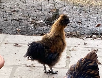 Seidenhühner - männlich