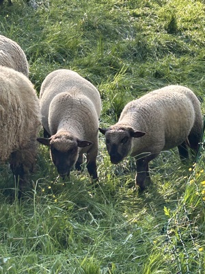 Shropshire Jungtier - männlich