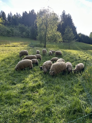 Shropshire Jungtier - weiblich