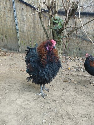 Strupphuhn mit Grünlegergen und Deutsches Zwerglachshuhn Jungtier - männlich