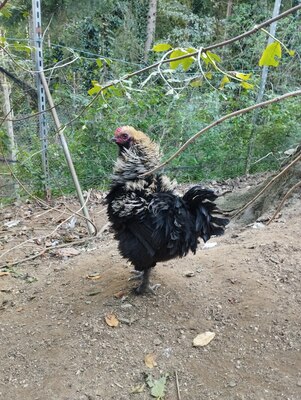 Strupphuhn mit Grünlegergen und Deutsches Zwerglachshuhn Jungtier - männlich