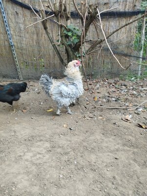 Strupphuhn mit Grünlegergen und Deutsches Zwerglachshuhn Jungtier - männlich