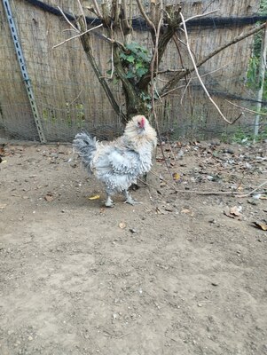 Strupphuhn mit Grünlegergen und Deutsches Zwerglachshuhn Jungtier - männlich