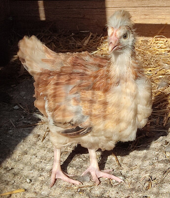 Sulmtaler Huhn - weiblich