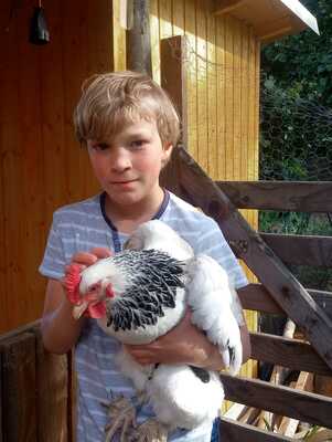 Sundheimer Hühner - weiblich