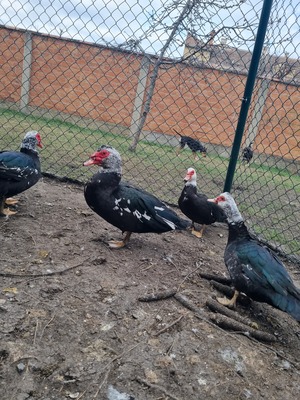 Warzenenten Jungtier - weiblich