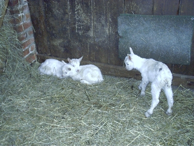 Ziegenkitze Jungtier - männlich