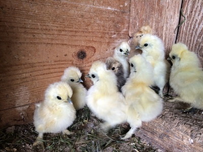 Zwerg-Seidenhühner Jungtier - weiblich