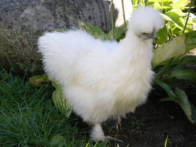 Zwerg-Seidenhühner Jungtier - weiblich