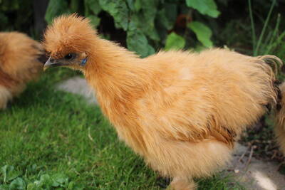 Zwerg-Seidenhühner Jungtier - weiblich