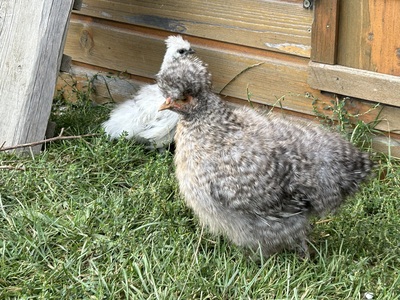 Zwerg-Seidenhühner Jungtier - weiblich