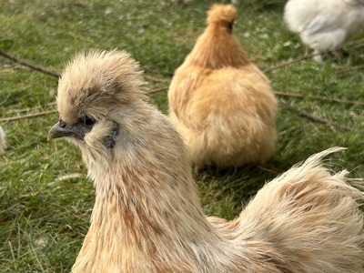 Zwerg-Seidenhühner Jungtier - weiblich