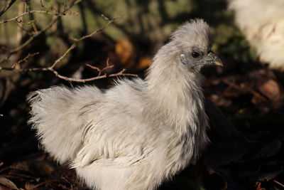 Zwerg-Seidenhühner Jungtier - weiblich