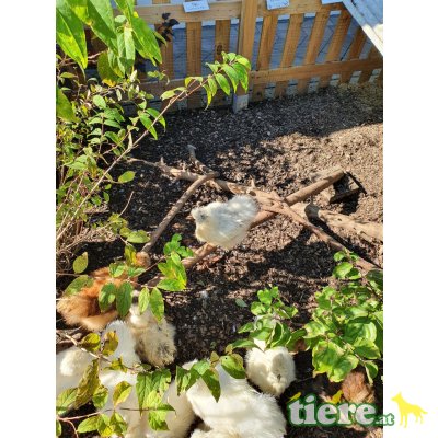 Zwerg-Seidenhühner  - männlich