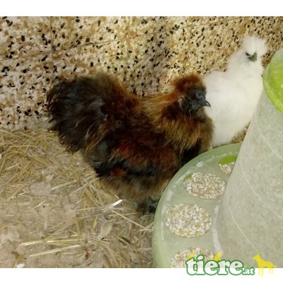 Zwerg-Seidenhühner  - männlich