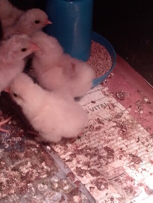 Zwerg-Seidenhühner - weiblich