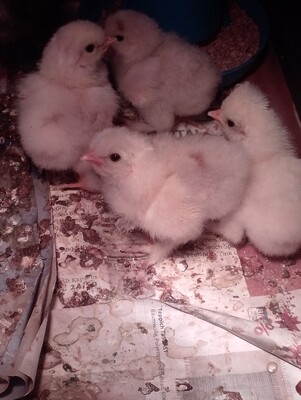 Zwerg-Seidenhühner - weiblich