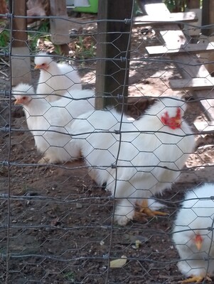 Zwerg-Seidenhühner - weiblich