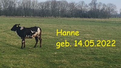 Zwergzebu - männlich 1
