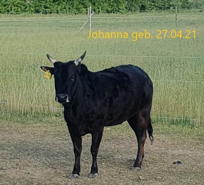 Zwergzebu - männlich